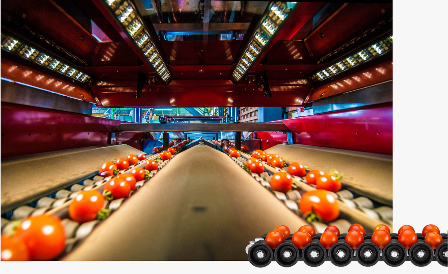 Aweta Tomato Sorting and Packing Line