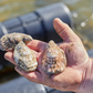 Crassostrea Virginica Oyster Seed NC aquaculture online shopping