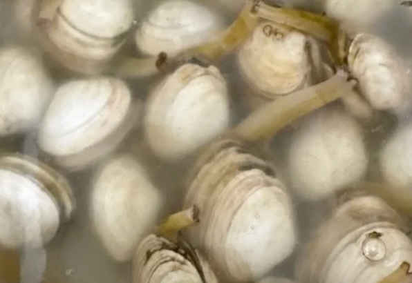 Spidula Solidissima Clam Seed ME