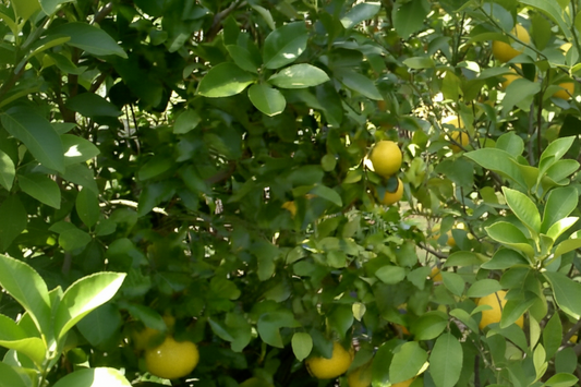 Croxton Grapefruit Budwood