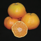 Primosole Mandarin Budwood citrus plant material online shopping