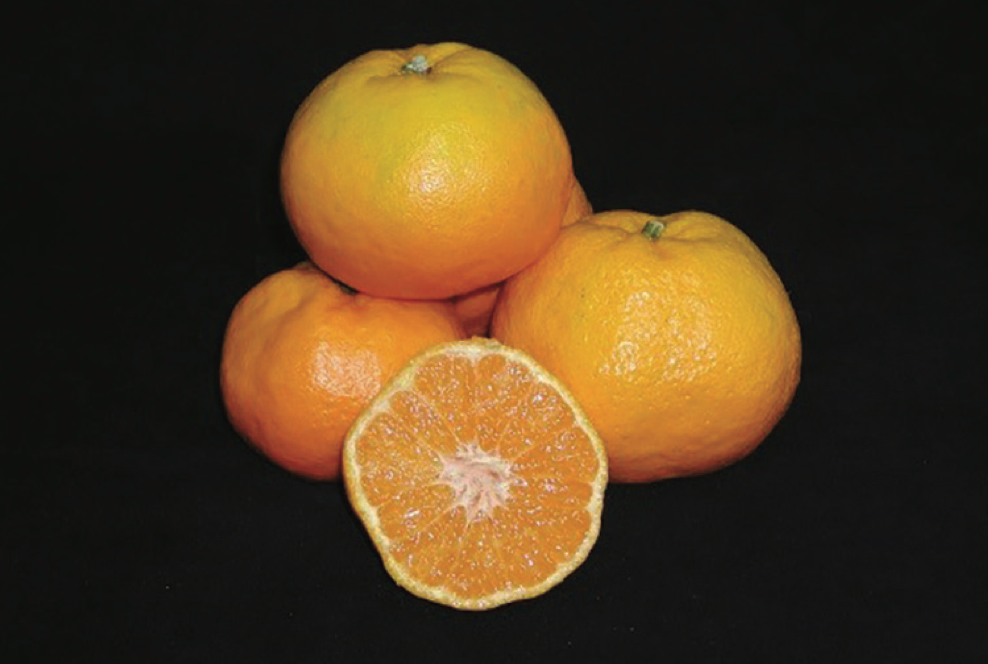 Primosole Mandarin Budwood citrus plant material online shopping