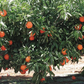 Primosole Mandarin Budwood citrus plant material online shopping
