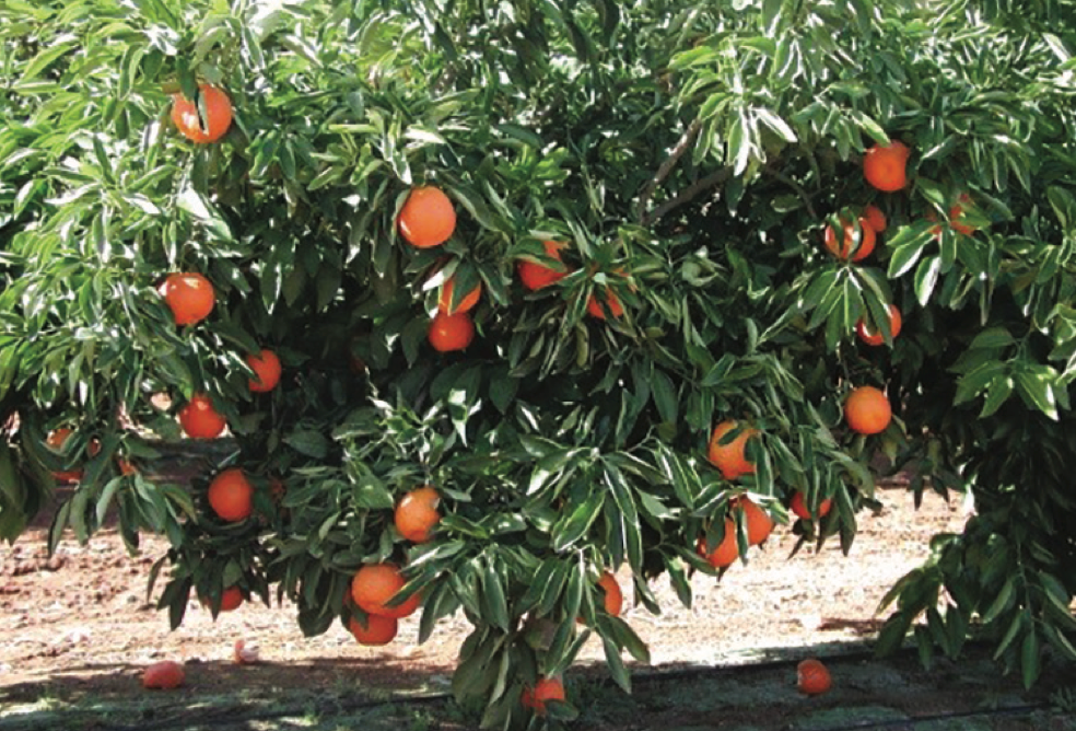 Primosole Mandarin Budwood citrus plant material online shopping