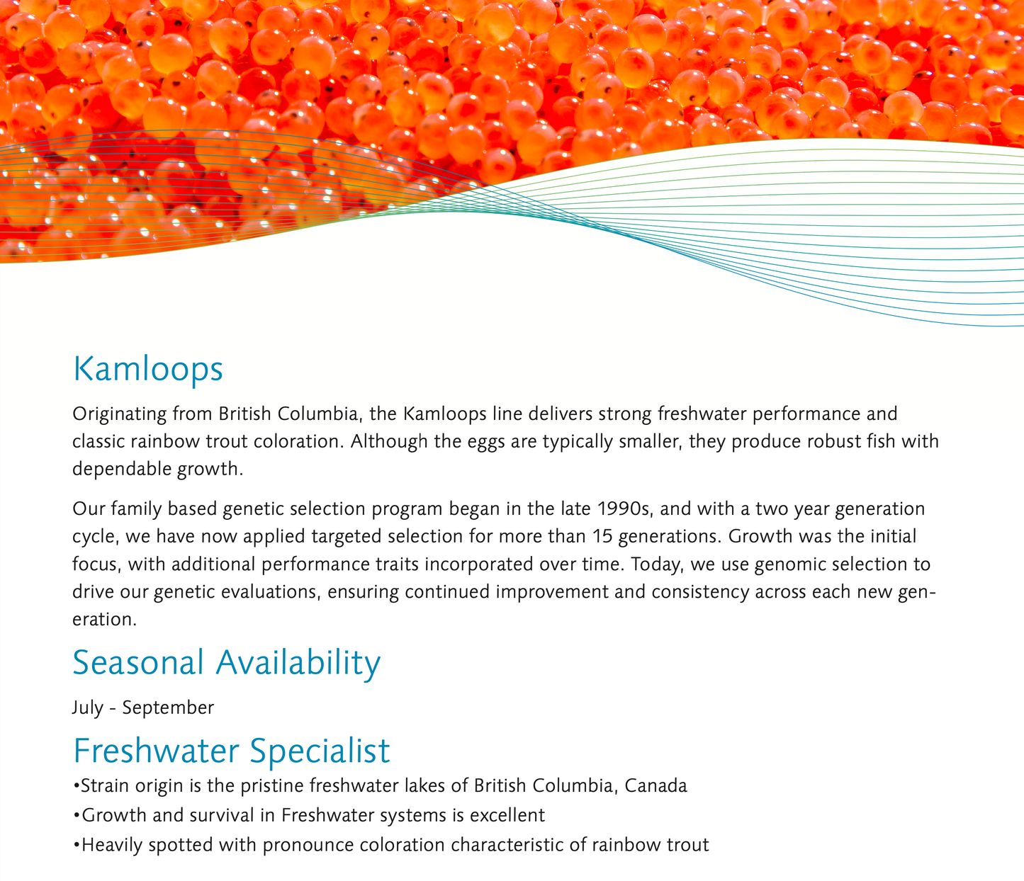 Kamloops Trout Eggs WA