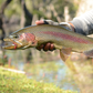 Rainbow Trout Eggs ZA