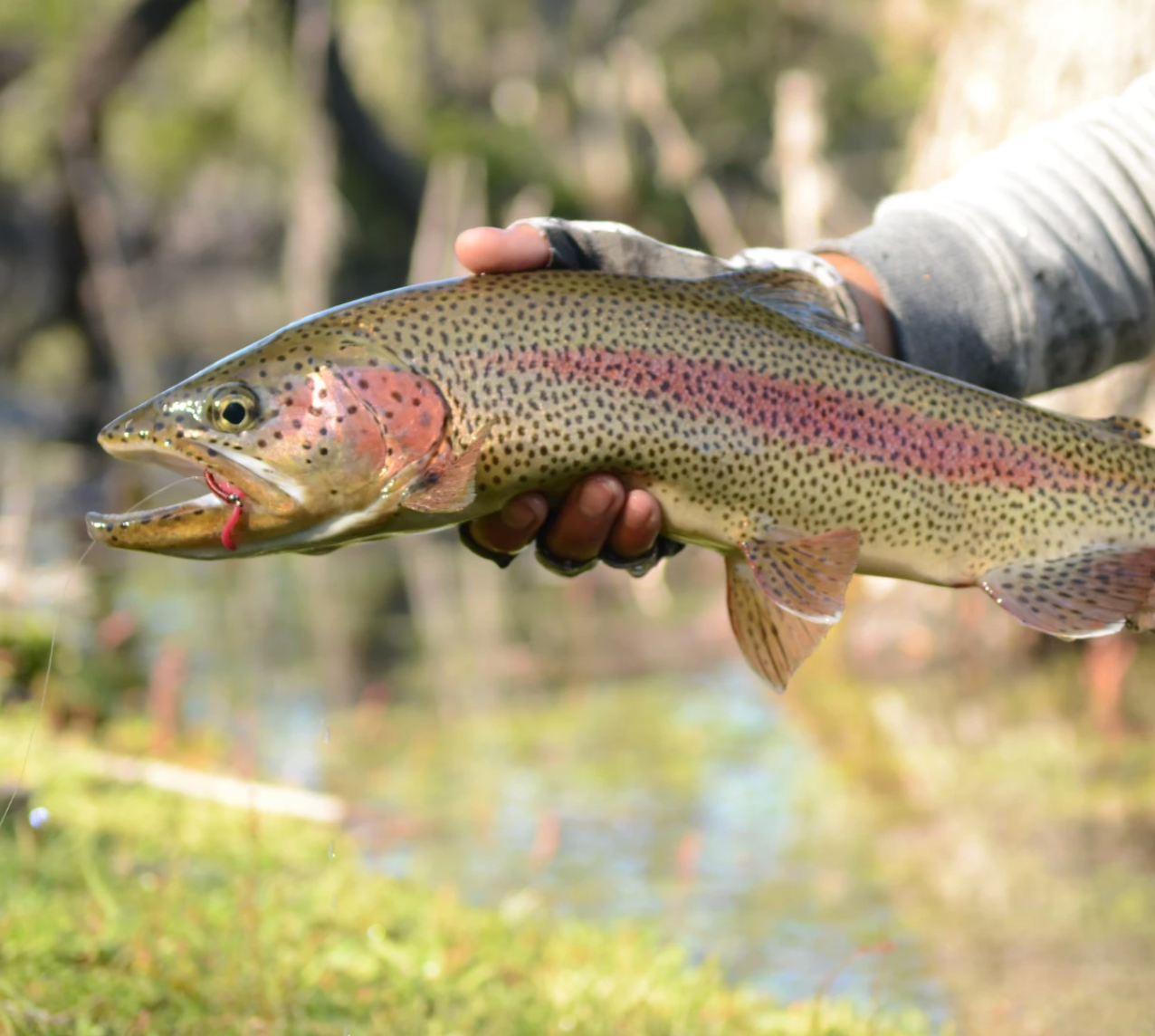 Rainbow Trout Eggs ZA