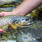 Brown Trout Eggs ZA