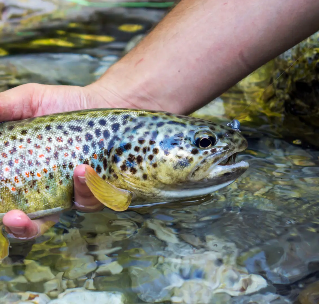 Brown Trout Eggs ZA