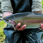 Rainbow Trout Eggs ZA