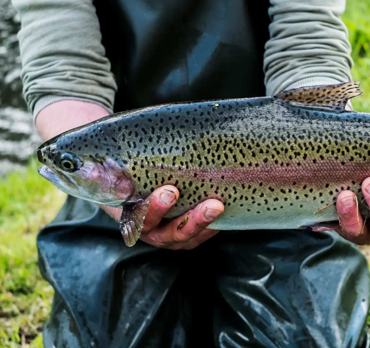Rainbow Trout Eggs ZA