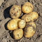 Sieglinde Heritage Gourmet Potato Plants online shopping
