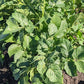 Sieglinde Heritage Gourmet Potato Plants online shopping