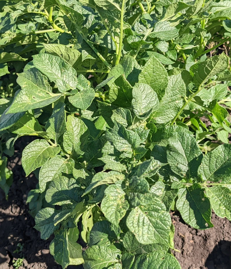 Sieglinde Heritage Gourmet Potato Plants online shopping