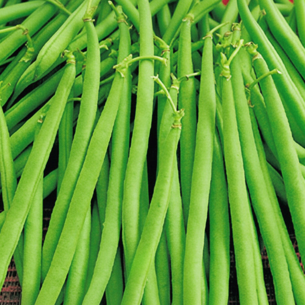 Maxibel Bush Bean Seeds online shopping