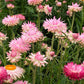 Silvery Rose Strawflower Seeds online shopping