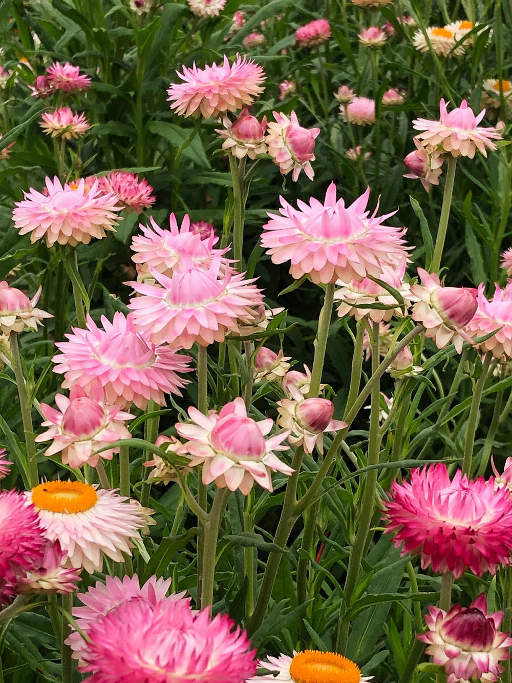 Silvery Rose Strawflower Seeds online shopping