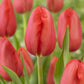 Skyhigh Scarlet Tulip Bulbs