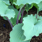 Skywriter Hosta Plant
