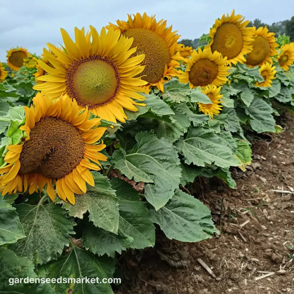 Dwarf Sunspot Sunflower – EVERGREEN