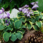 Mini Skirt Hosta Plant