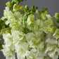 Madame Butterfly Ivory F1 Snapdragon Seeds online shopping