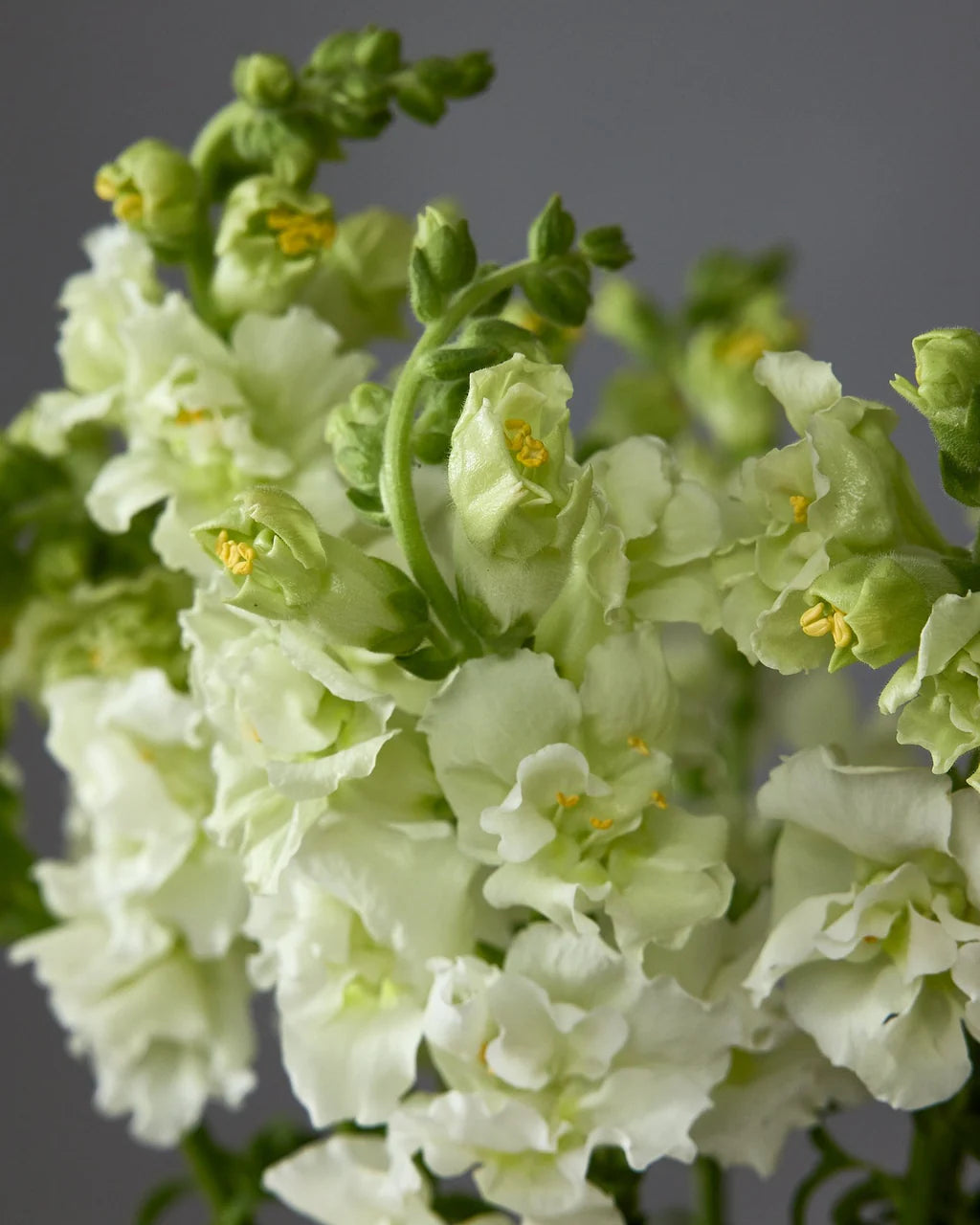 Madame Butterfly Ivory F1 Snapdragon Seeds online shopping