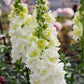 Madame Butterfly Ivory F1 Snapdragon Seeds online shopping