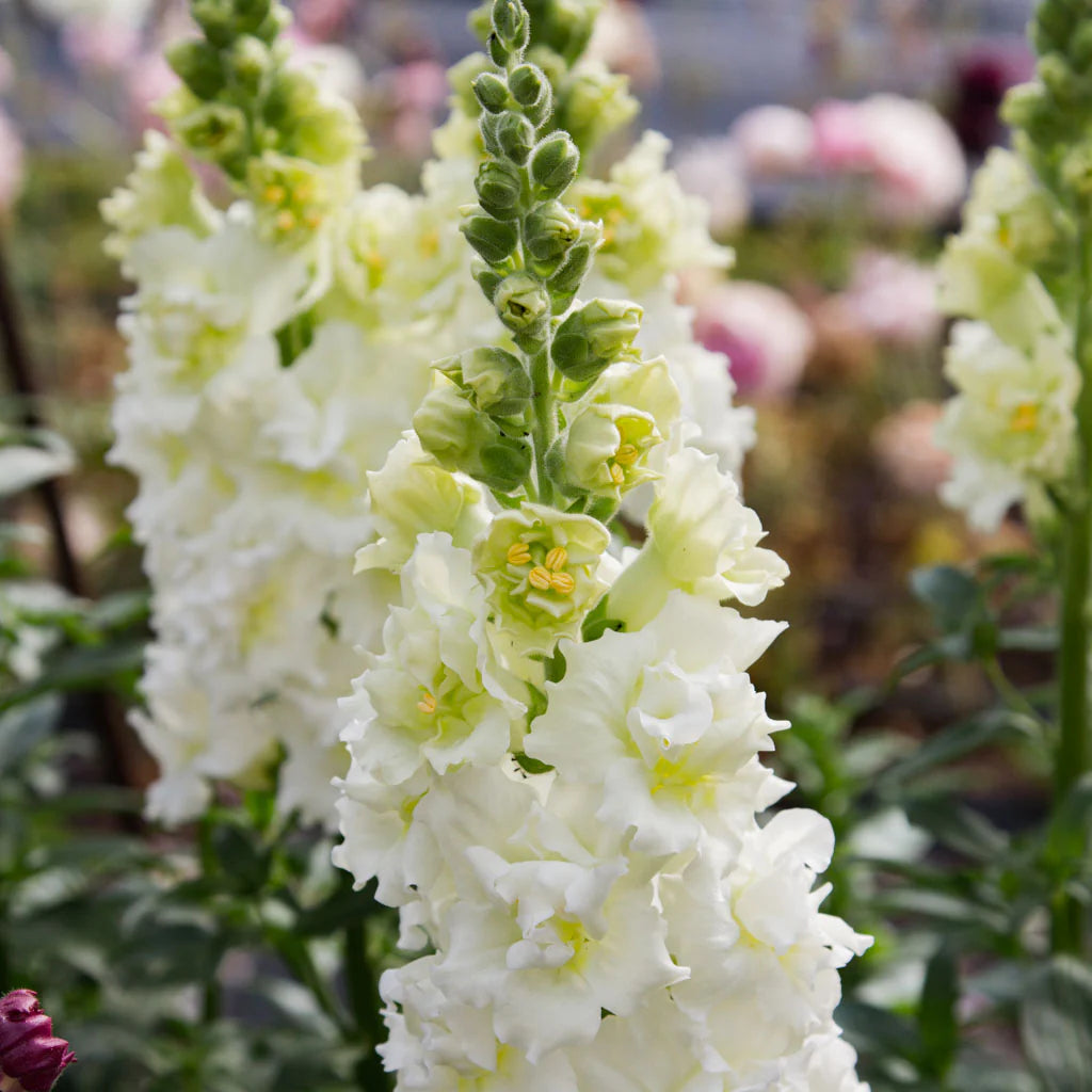 Madame Butterfly Ivory F1 Snapdragon Seeds online shopping