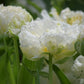 Snow Crystal Tulip Bulbs