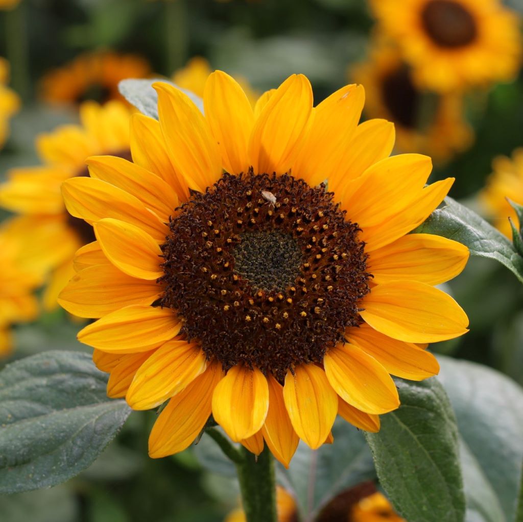 Sonja Sunflower Seeds online shopping
