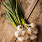 Scallion Onion Sets