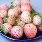 Flamingo Strawberry Plant