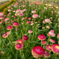 Bright Rose Strawflower Seeds online shopping