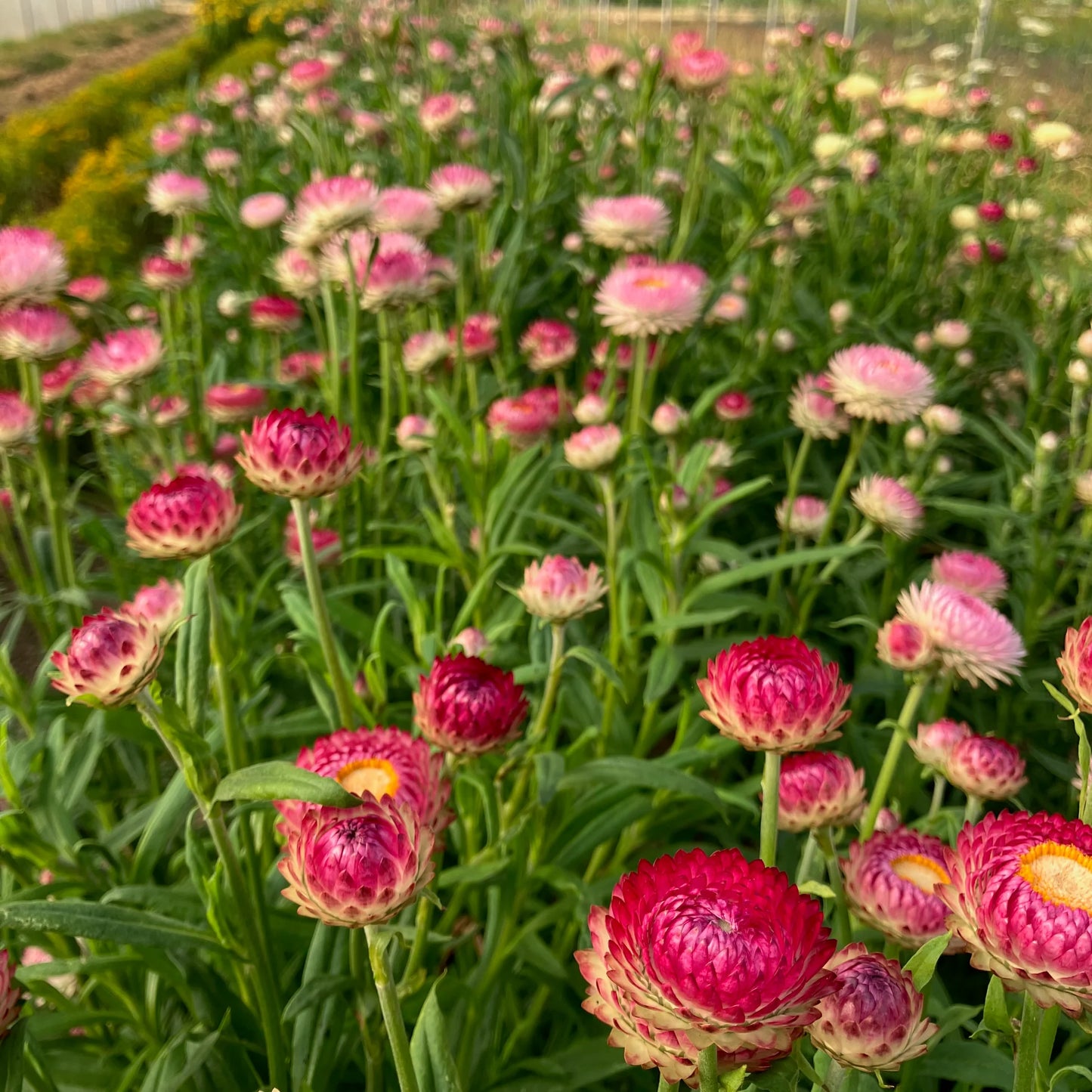 Bright Rose Strawflower Seeds online shopping