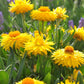 Golden Yellow Strawflower Seeds online shopping