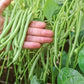 Strike Bush Bean Seeds online shopping