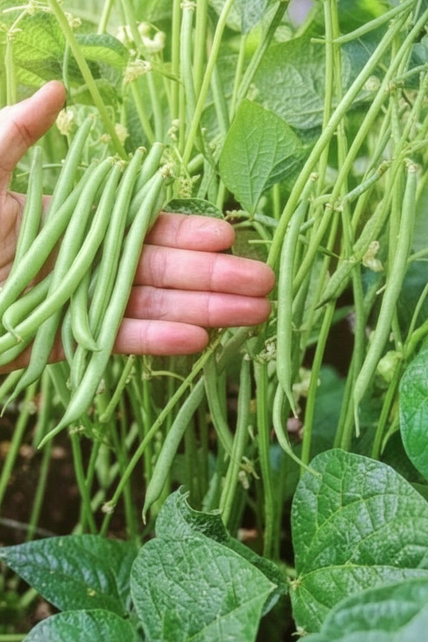 Strike Bush Bean Seeds online shopping