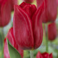 Strong Love Tulip Bulbs
