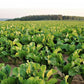 Red Ace F1 Beet Seeds online shopping