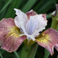Iris Sibirica Sugar Rush