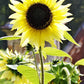 Lemon Queen Sunflower Seeds online shopping