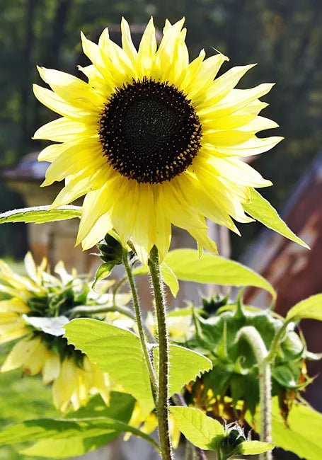 Lemon Queen Sunflower Seeds online shopping
