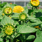 Sunrich Lime Sunflower Seeds online shopping