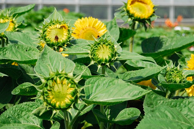 Sunrich Lime Sunflower Seeds online shopping