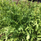 Surrey Arugula Seeds online shopping