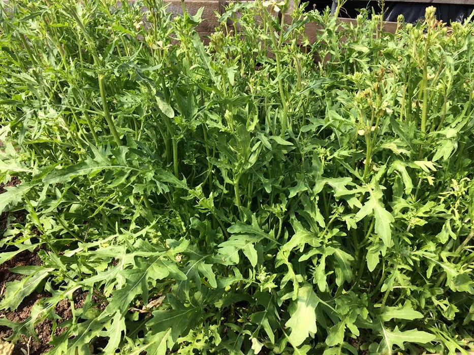 Surrey Arugula Seeds online shopping