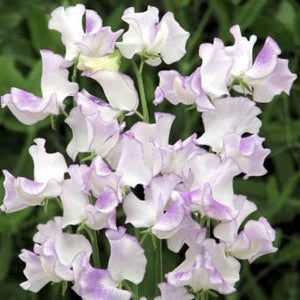 High Scent Sweet Pea Seeds online shopping