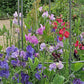 Bijou Blend Sweet Pea Seeds online shopping