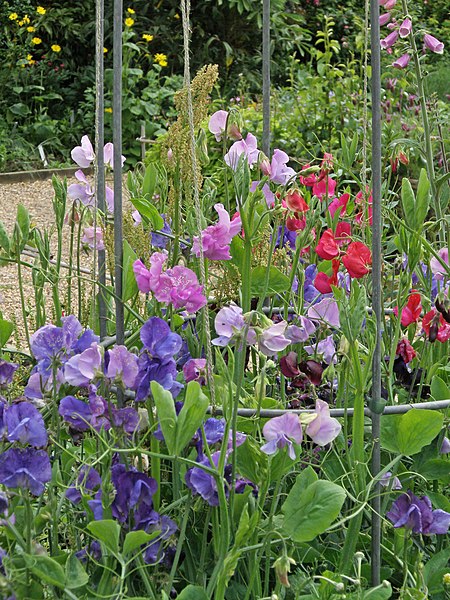 Bijou Blend Sweet Pea Seeds online shopping